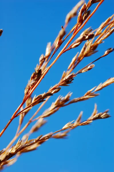 Суха трава Закри — стокове фото