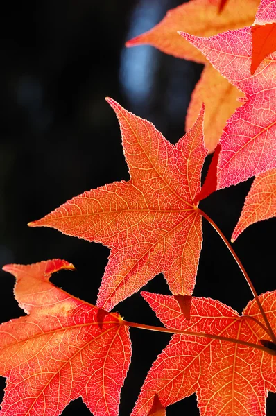 Feuilles d'érable rouge — Photo