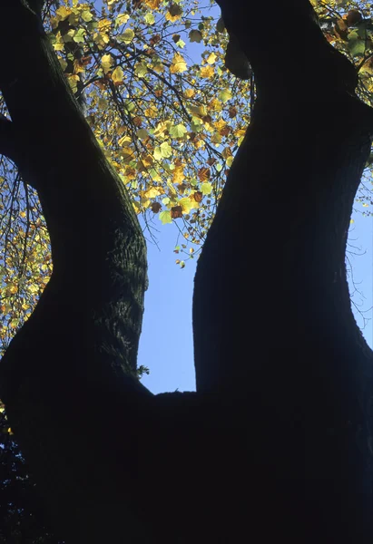 Old big tree — Stock Photo, Image