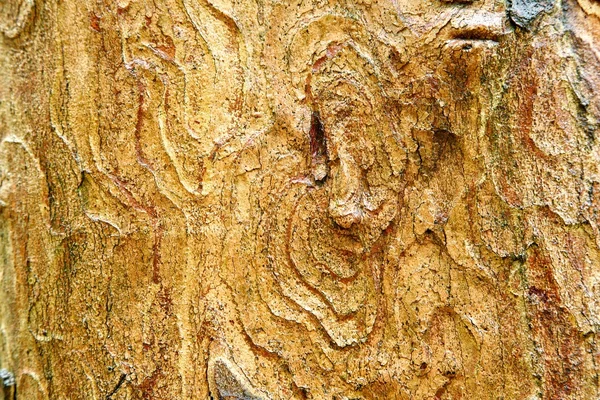 Bark texture background — Stock Photo, Image