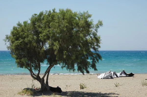 Uma árvore solitária na praia — Fotografia de Stock
