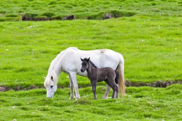 Icelandic horse with her colt — Stock Photo, Image