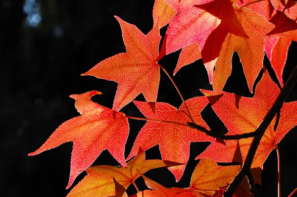 붉은 단풍나무 잎 — 스톡 사진