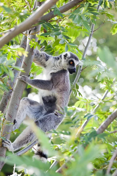 Lemur de Madagascar —  Fotos de Stock