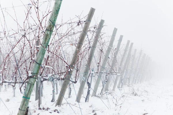 Verschneite Weinberge im Nebel — Stockfoto