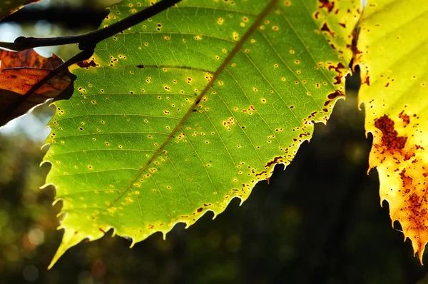Chestnut leaves close up — Stock Photo, Image