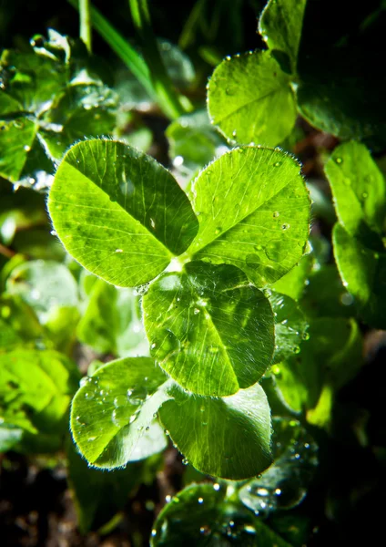 Listy Close-up fotografii jetel. — Stock fotografie