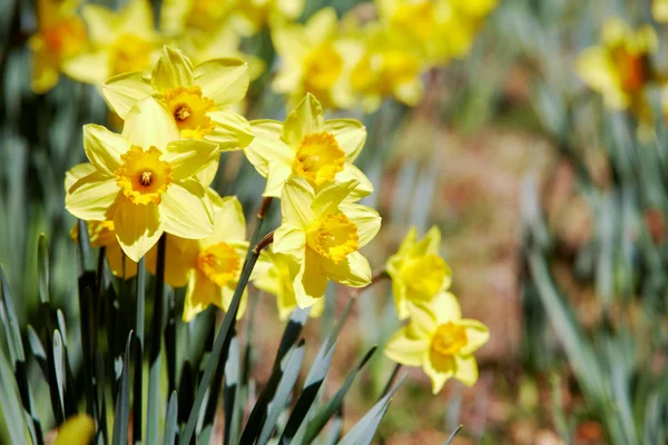 Amarelo narcisos ao ar livre — Fotografia de Stock