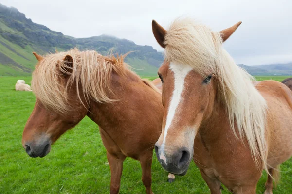 Cavalos icelândicos de castanha — Fotografia de Stock