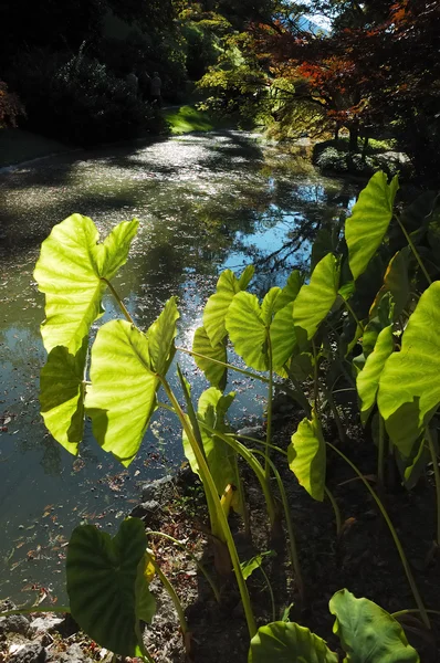 Arum's leaves in Italian garden — Stock Photo, Image