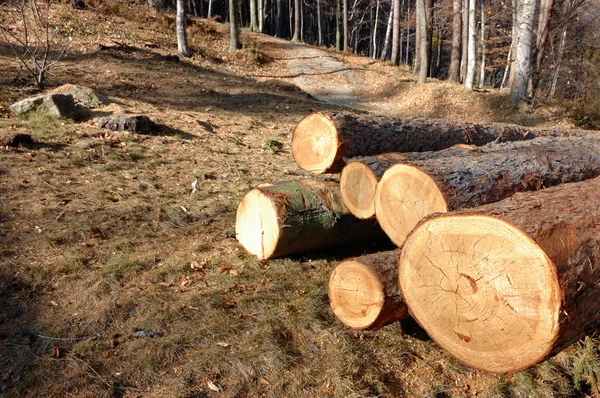 Hout stapel trunks — Stockfoto