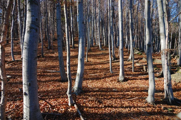 Höstens skogsutsikt — Stockfoto