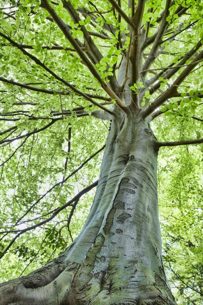 Вид на дерево бука — стоковое фото