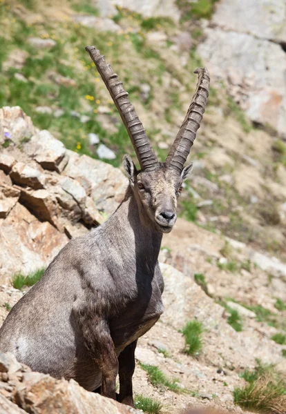 Aus einem steinbock mädchen
