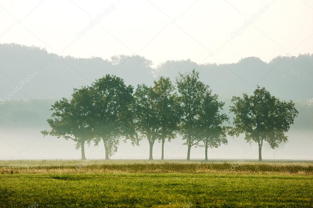 trees in the early moorning mist