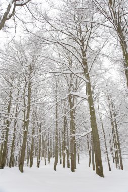 Karlı woods görüntülemek