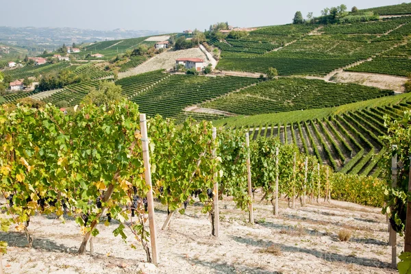 Primavera vigneto paesaggio — Foto Stock