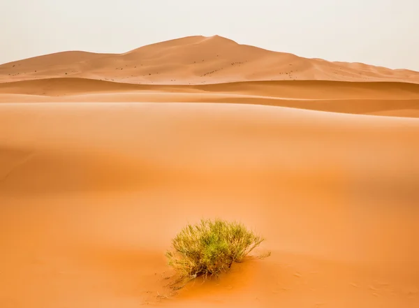 Woestijnlandschap Erg Chebbi duinen, Maroc. — Stockfoto