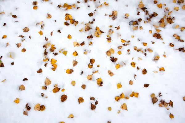 Foglie di betulla gialla nella neve — Foto Stock