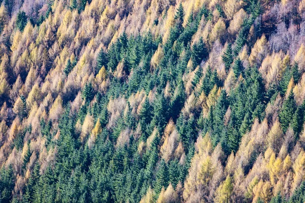 Aerial view of a pine and larch forest. — Stock Photo, Image