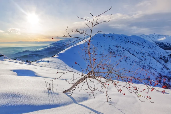 Whitebeam árvore (Sorbus aria) em uma paisagem montanhosa nevada . — Fotografia de Stock