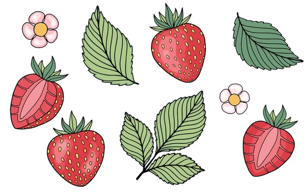 Erdbeerset vorhanden. Vektorillustration für Biolebensmittel, Obst, Bauernmarkt, Naturproduktkonzept — Stockvektor