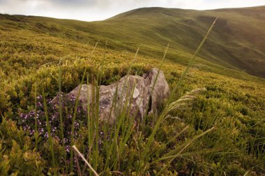 Karpatlar çayırda kekik