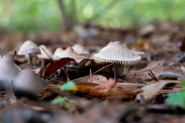 Utsikt Över Bleka Toadstool Giftig Oätlig Svamp Skogsnaturen — Stockfoto