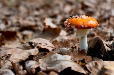 Yerdeki yeşillik içinde Fly agaric veya Amanita muscaria 'ya bakın. Orman doğasında yenmeyen zehirli bir mantar.