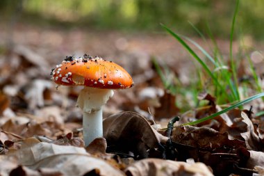Yerdeki yeşillik içinde Fly agaric veya Amanita muscaria 'ya bakın. Orman doğasında yenmeyen zehirli bir mantar.