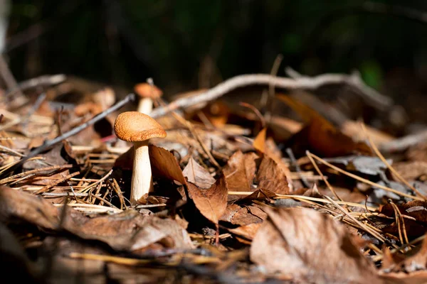 Visa Blek Toadstool Lövverk Marken Giftig Oätlig Svamp Skogsnaturen — Stockfoto