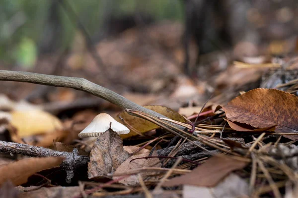 Zicht Bleke Paddestoel Gebladerte Grond Een Giftige Oneetbare Paddenstoel Bos — Stockfoto