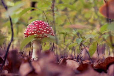 Yerdeki yeşillik içinde Fly agaric veya Amanita muscaria 'ya bakın. Orman doğasında yenmeyen zehirli bir mantar.