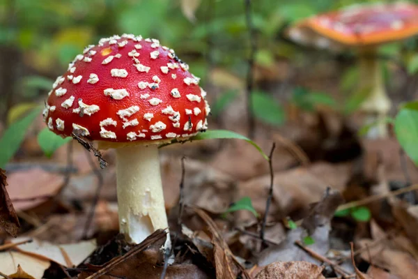 Vista Sobre Fly Agaric Amanita Muscaria Folhagem Chão Cogumelo Tóxico — Fotografia de Stock