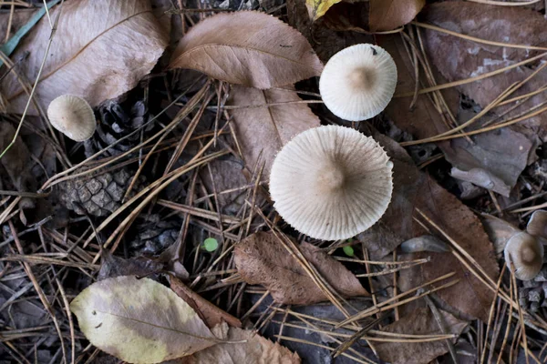 Vista Pale Toadstool Cogumelo Tóxico Não Comestível Natureza Florestal — Fotografia de Stock