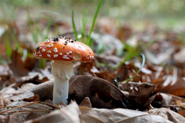 Yerdeki yeşillik içinde Fly agaric veya Amanita muscaria 'ya bakın. Orman doğasında yenmeyen zehirli bir mantar.