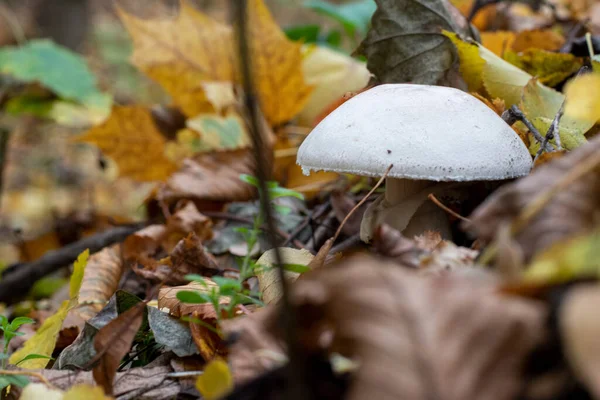 Soyut Kare Arkaplan, Sanat vektörü illüstrasyonu
