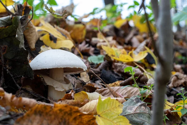 Soyut Kare Arkaplan, Sanat vektörü illüstrasyonu