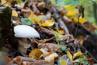 Soyut Kare Arkaplan, Sanat vektörü illüstrasyonu