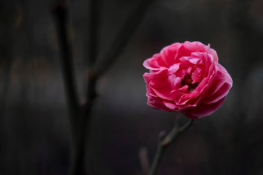 Noktalı Soyut Çapraz Desen, Logo üretken hesaplama sanatı çizimi