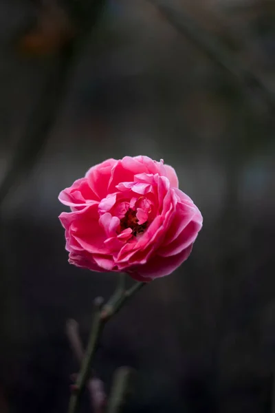 Fall Rose Dark Bokeh Background — Stock Photo, Image