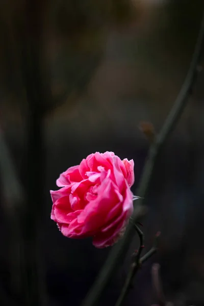 Fall Rose Dark Bokeh Background — Stock Photo, Image