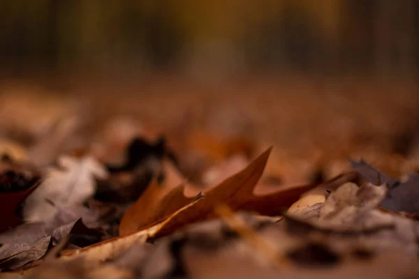 Beautiful Fallen Leaves Ground Bokeh Autumn Park Background — Stock Photo, Image
