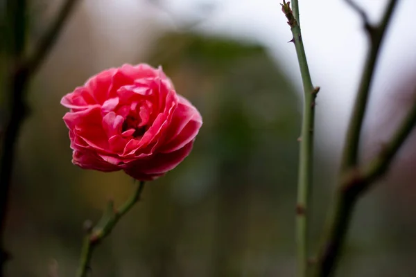 Fall Rose Dark Bokeh Background — Stock Photo, Image