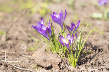 Bahçe Baharı 2021 'de Saffron Crocuses' a yakın çekim