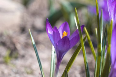 2021 ilkbaharında bahçedeki Safran Crocuses 'a yakın çekim