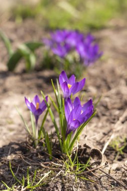 Bahçe Baharı 2021 'de Saffron Crocuses' a yakın çekim