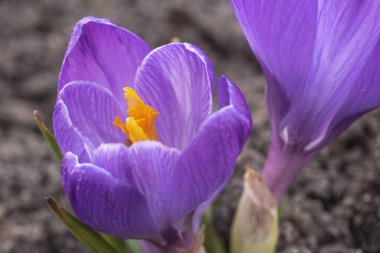 2021 ilkbaharında bahçedeki Safran Crocuses 'a yakın çekim