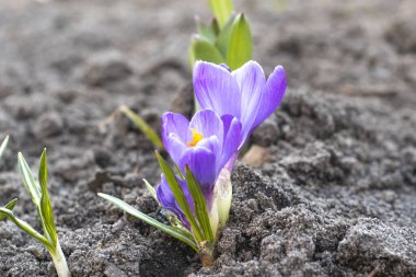 Bahçe Baharı 2021 'de Saffron Crocuses' a yakın çekim