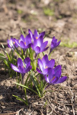 Bahçe Baharı 2021 'de Saffron Crocuses' a yakın çekim